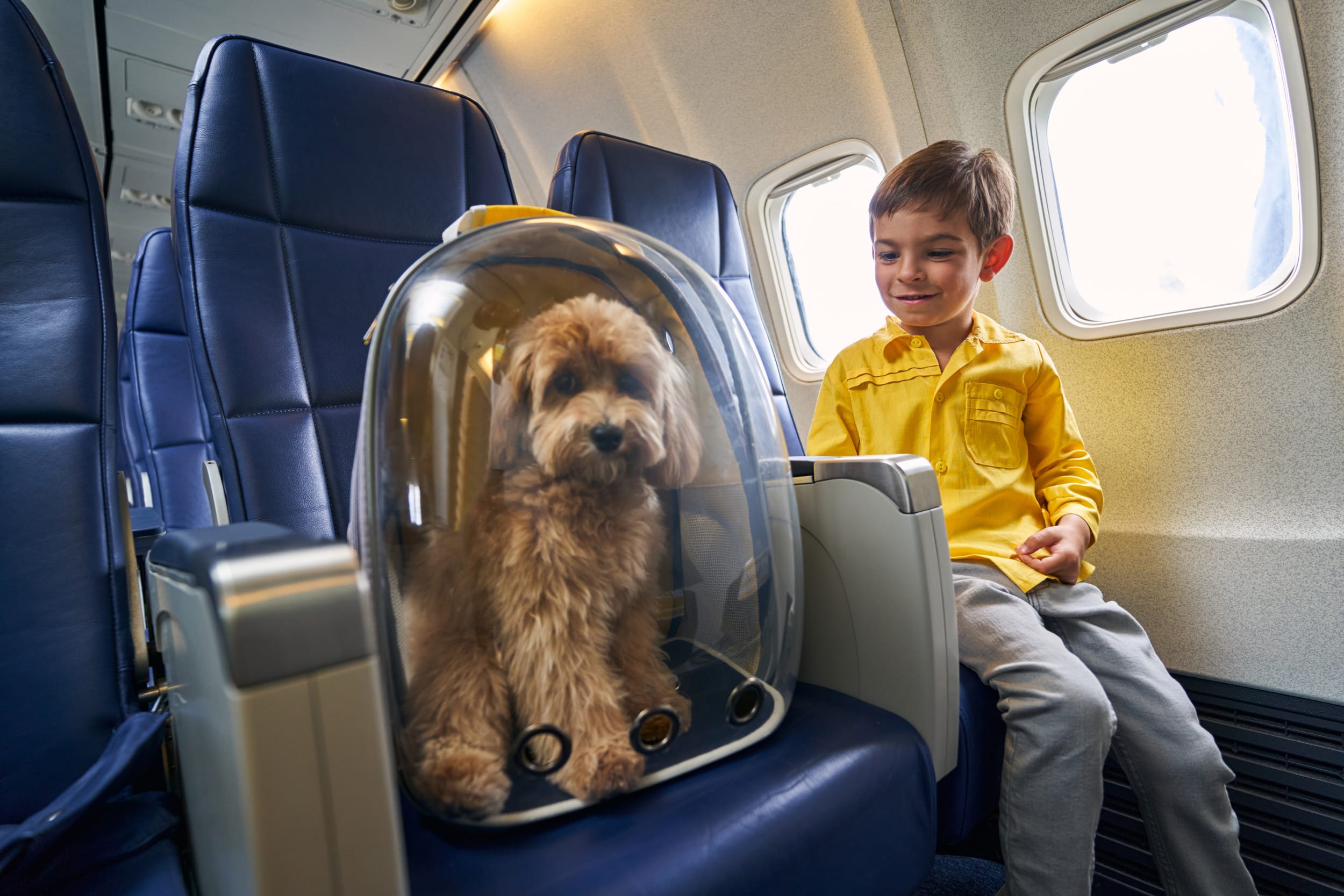 Política de mascotas de JetBlue Airlines para 2026: Todo lo que necesitas saber