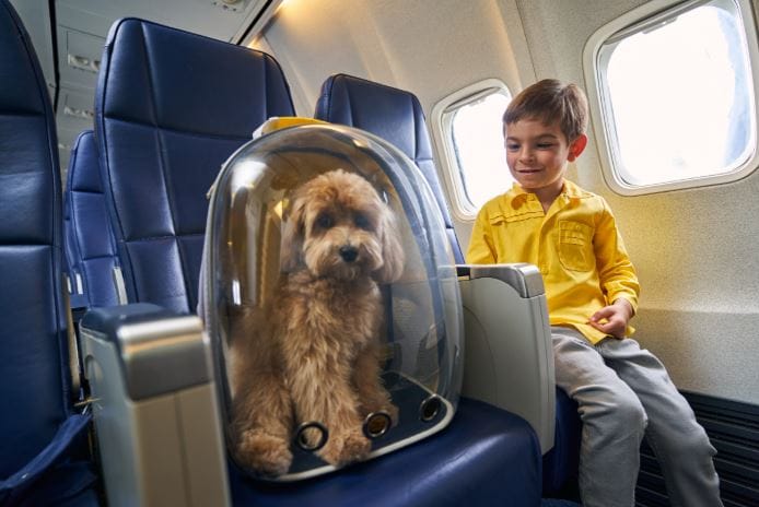 Política de mascotas de KLM Airlines Política de mascotas de KLM Airlines